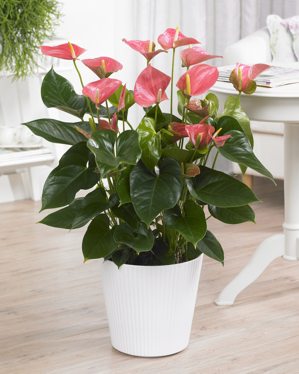 Pink Anthurium Laceleaf Colourful Indoor Flowering House Plant